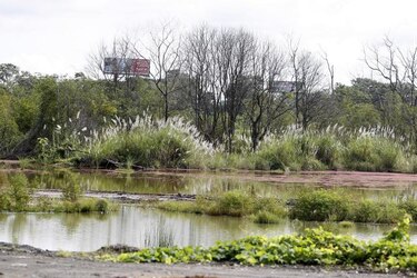 Científicos advierten sobre la consecuencia de destrucción de los manglares