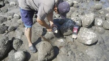 Pesca de moluscos en Las Guías Oriente