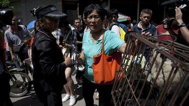 Activista salva a 400 animales del Festival de Carne de Perro de Yulin