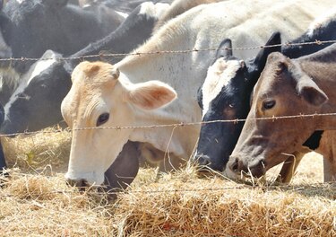Pagarán $0.89 la libra de carne a ganaderos