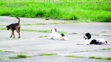 La Palma y Yaviza en Darién, invadidas por perros sarnosos
