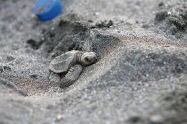 Nacen más tortugas en la costa tonosieña