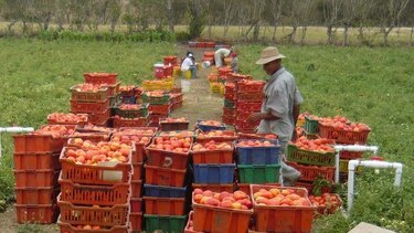 Tomateros piden al Gobierno pago del bono de productividad