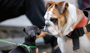 Spotify crea listas  para mascotas solitarias