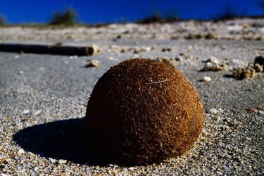 Qué son las ‘pelotas de Neptuno’ cargadas de plásticos que aparecen en las playas