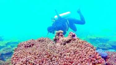 Gran Barrera de Coral, en riesgo