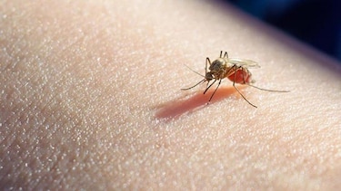 Se registran 4 mil 76 casos acumulados de malaria en el país