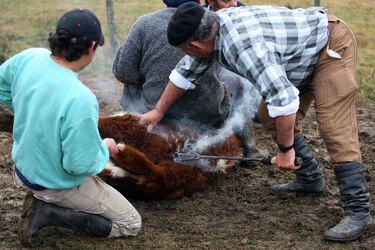 La multimillonaria estafa de las ‘vacas virtuales’ que sacude a Uruguay, uno de los países más ganaderos del mundo