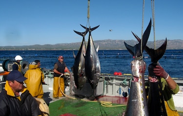 El océano da un respiro, el atún mejora sus números