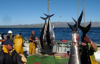 El océano da un respiro, el atún mejora sus números