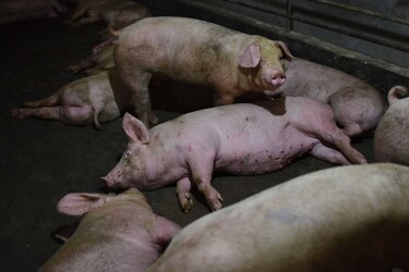 Descubren un virus de gripe porcina propicio para una nueva pandemia