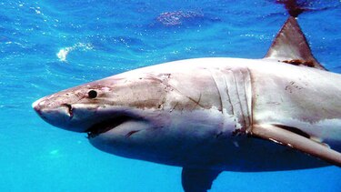 Más tiburones blancos están visitando Cape Cod