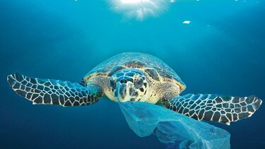 Entra en vigencia en Chile prohibición del uso de bolsas plásticas