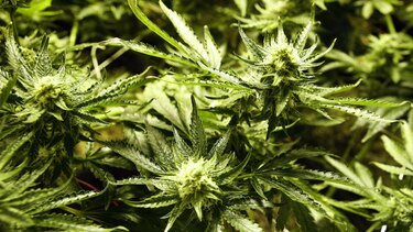 La marihuana ayuda con algunas dolencias pero empeora otras