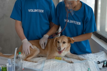 Hospital de Mascotas: proceso de adjudicación se retrasa por reclamo acogido