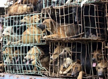 Al menos 160 perros aparecen muertos en localidad argentina