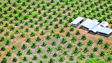 Cultivo se toma zona protegida