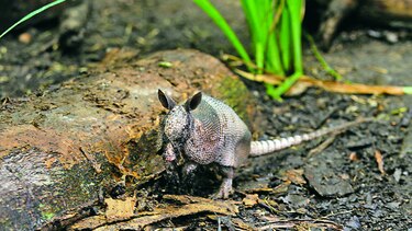  Los osos hormigueros y los armadillos: aliados importantes dentro de nuestros ecosistemas