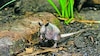 Los osos hormigueros y los armadillos: aliados importantes dentro de nuestros ecosistemas