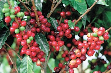 Productores panameños de café especial participarán en catación internacional