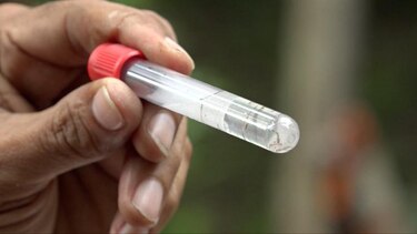 Minsa opta por la mano dura: comenzará a multar a quienes tengan criaderos de mosquitos ¿Cuánto deben pagar los sancionados? 