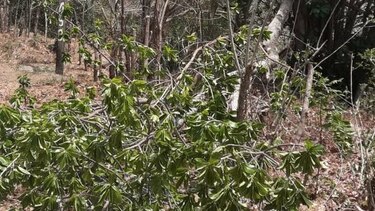 Caída de árboles causa daños en sistemas eléctricos de Naturgy