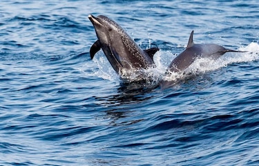 Autorizan a buques panameños a participar en proyecto científico sobre delfines