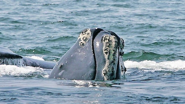 ‘App’ que protege a las ballenas de choques
