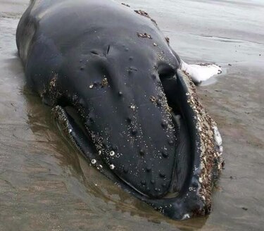 Sinaproc confirma que hallan muerta a ballena en Pocrí