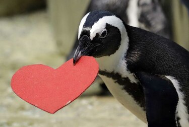 Pingüinos celebran el Día de San Valentín en San Francisco