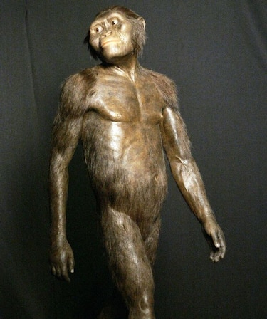 La famosa Australopithecus Lucy murió 'probablemente' al caer de un árbol