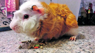 Blondie y la comida
