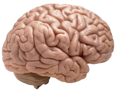 Científicos realizan experimento que parece adivinar el pensamiento