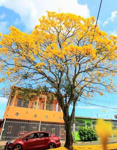 Cuando la ciudad respira amarillo: la magia del guayacán en pleno verano