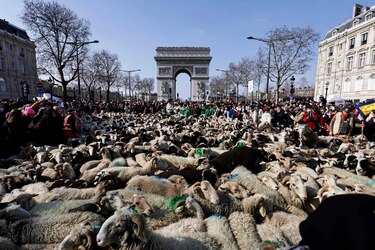 Las ovejas toman los Campos Elíseos de París