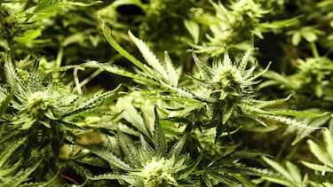 Estudio: Adolescentes en Estados Unidos están fumando menos marihuana y bebiendo menos alcohol