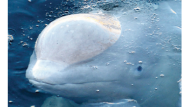 Activistas denuncian ‘cárceles de ballenas’ en Rusia