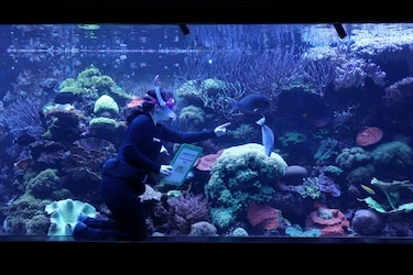 La mitad de los arrecifes de coral del mundo afectados por una ola de calor hace una década