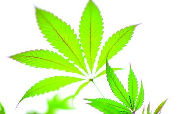 El uso medicinal del cannabis