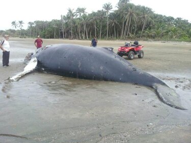 Operativo para enterrar ballena en playa La Candelaria