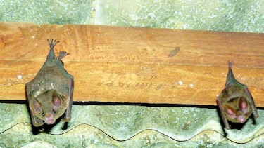 Reses, a merced de los vampiros
