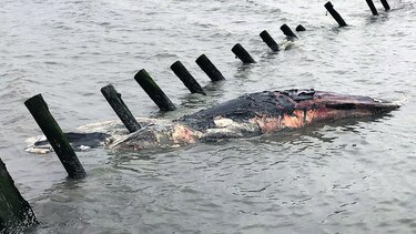 Muerte de ballenas