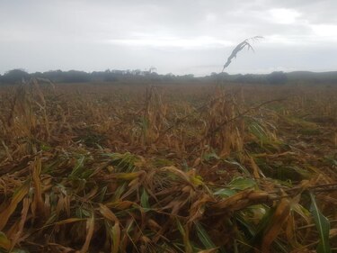 Cultivos de maíz han sido afectados por fuertes vientos en Las Tablas