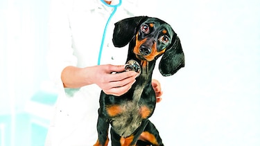 Telemedicina para mascotas