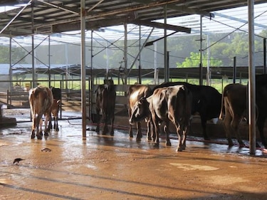 Mida relaciona casos de brucelosis bovina al contrabando de reses