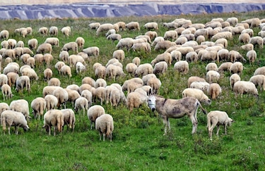 Los metales pesados contaminan hasta un 17% de las tierras cultivables del mundo, según un estudio