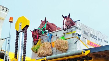 Equinos panameños, en Puerto Rico