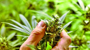 Farmacias venderán marihuana