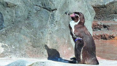 Japón llora la muerte de su pingüino enamorado