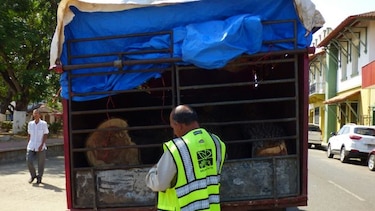 Autoridades prohíben tala de quira en Los Santos